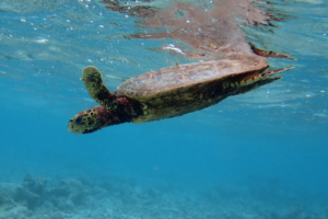 Mucker, hawksbill, adopted for Betsy by Collette Bailie. Hawksbill turtle, Coco Palm Dhuni Kolhu, Baa Atoll, Maldives. Image.