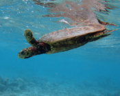 Hawksbill turtle, Coco Palm Dhuni Kolhu, Baa Atoll, Maldives. Image.