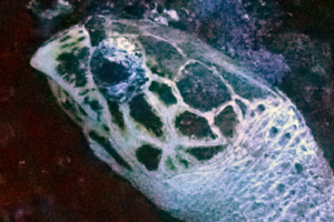 Neni, hawksbill, adopted for Julie and Sophia by Julie George Garkov Hawksbill, Hurawalhi House Reef, Lhaviyani Atoll, Maldives. Image.