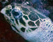 Hawksbill, Hurawalhi House Reef, Lhaviyani Atoll, Maldives. Image.