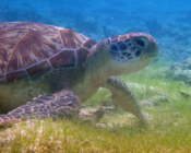 Adopted green turtle, Kuredu Lagoon, Lhaviyani Atoll, Maldives. Image.