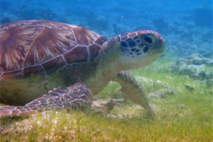 Nina, green turtle, adopted for Manuela & Nick Adopted green turtle, Kuredu Lagoon, Lhaviyani Atoll, Maldives. Image.