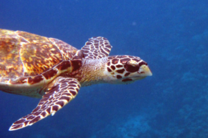 Noodles, hawksbill, adopted Hawksbill turtle swimming in the blue, Dhonfanu, Baa Atoll, Maldives. Image.