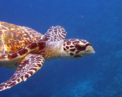 Hawksbill turtle swimming in the blue, Dhonfanu, Baa Atoll, Maldives. Image.