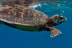 Nutella, hawksbill, adopted for Jasper by Stephen Hawksbill turtle swimming in the blue, Kuredu House Reef, Lhaviyani Atoll, Maldives. Image.
