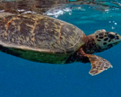 Hawksbill turtle swimming in the blue, Kuredu House Reef, Lhaviyani Atoll, Maldives. Image.