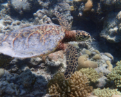 Hawksbill turtle, Olhuvelhi Reef, Laamu Atoll, Maldives. Image.