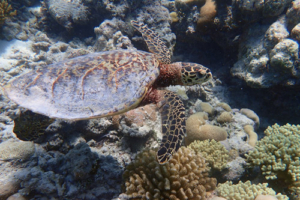 Omni, hawksbill, adopted for Umni. Hawksbill turtle, Olhuvelhi Reef, Laamu Atoll, Maldives. Image.