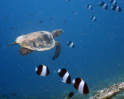 Hawksbill, Bodofushi Island, Raa Atoll, Maldives