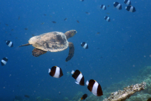 Ozzie, hawksbill, adopted for Joali Being Hawksbill, Bodofushi Island, Raa Atoll, Maldives