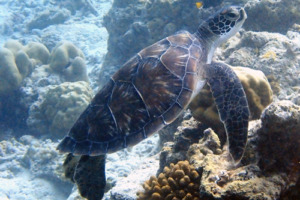 P. Sherman, green turtle, adopted by Cecilie Green turtle, Aquarium, Lhaviyani Atoll, Maldives. Image.