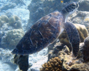 Green turtle, Aquarium, Lhaviyani Atoll, Maldives. Image.