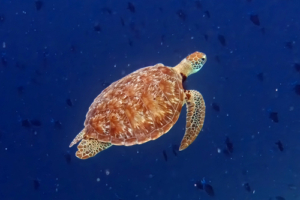 Pelzi, green turtle, adopted by Chris Green turtle with a beautiful shell swimming in the blue in the Maldives. Image.