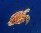 Green turtle with a beautiful shell swimming in the blue in the Maldives. Image.