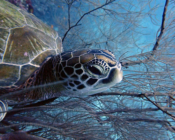 Green turtle, Kuredu Caves, Lhaviyani Atoll, Maldives. Image.
