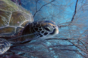 Pirminus, green turtle, adopted by Helmer. Green turtle, Kuredu Caves, Lhaviyani Atoll, Maldives. Image.