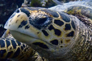 Princess Jenny, hawksbill, adopted. Hawksbill, Komandoo, Lhaviyani Atoll, Maldives. Image.