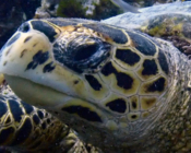 Hawksbill, Komandoo, Lhaviyani Atoll, Maldives. Image.