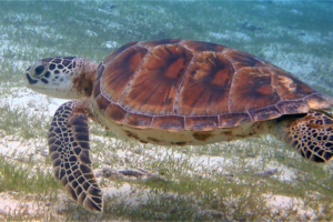 Pumpkin, green turtle, adopted by Yelena Fedorova Green turtle, Kuredu Lagoon, Lhaviyani Atoll, Maldives. Image.