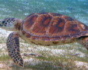 Green turtle, Kuredu Lagoon, Lhaviyani Atoll, Maldives. Image.