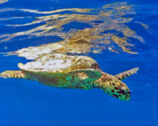Hawksbill turtle swimming in the blue, Athuruga, Ari Atoll, Maldives. Image.