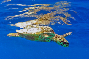 Rainer Steinhilber, hawksbill, adopted for Rainer by Nairika Bharucha Hawksbill turtle swimming in the blue, Athuruga, Ari Atoll, Maldives. Image.
