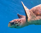 Hawksbill turtle, Coco GIri, Vaavu Atoll, Maldives. Image.
