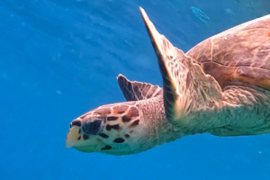 Renato, hawksbill, adopted by Major Hawksbill turtle, Coco GIri, Vaavu Atoll, Maldives. Image.