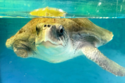 Click to adopt Riveli Adopt turtle patient Riveli to support her recovery. Image.