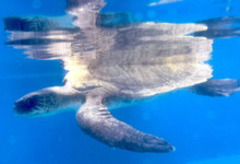 Riveli Adopt turtle patient Riveli. Image.