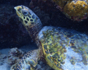 Hawksbill turtle under reef overhang, Komandoo South, Lhaviyani Atoll, Maldives. Image.
