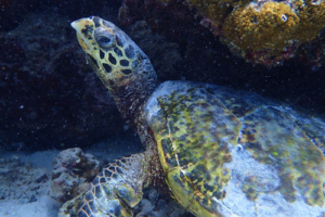 Romina, hawksbill, adopted for Romina by Fabrizio Fehr. Hawksbill turtle under reef overhang, Komandoo South, Lhaviyani Atoll, Maldives. Image.