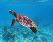 Hawksbill turtle, Coco Palm Dhuni Kolhu, Baa Atoll, Maldives. Image.