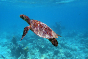 Ruby, hawksbill, adopted Rosalie Ruby by Collette Bailie. Hawksbill turtle, Coco Palm Dhuni Kolhu, Baa Atoll, Maldives. Image.