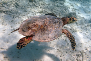 Sammy Sam, hawksbill, adopted for Sam by Suzanne Maddison Hawksbill turtle, Moofushi, South Ari Atoll, Maldives. Image.