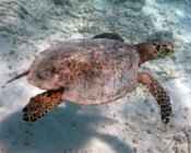 Hawksbill turtle, Moofushi, South Ari Atoll, Maldives. Image.