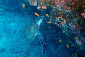 Sammy, green turtle, adopted for Mika by Frank Schneidler Freen turtle, Kuredu Caves. Lhaviyani Atoll, Maldives. Image.
