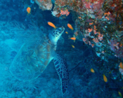 Freen turtle, Kuredu Caves. Lhaviyani Atoll, Maldives. Image.