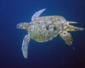 Male green turtle with long tail swimming in the blue, Kuredu Caves, Lhaviyani Atoll, Maldives. Image.