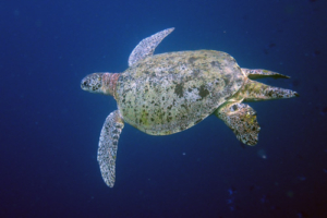 Jenny turtle, green turtle, adopted for Jenny & Sandy Male green turtle with long tail swimming in the blue, Kuredu Caves, Lhaviyani Atoll, Maldives. Image.