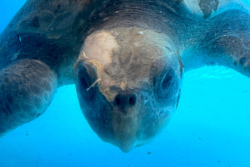 Click to adopt Sanfa Adopt a turtle patient. Image.