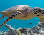 Hawksbill turtle, Coco Giri House Reef, Vaavu Atoll, Maldives. Image.