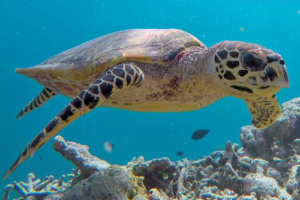 Sharon, hawksbill, adopted by Nigel Lester Hawksbill turtle, Coco Giri House Reef, Vaavu Atoll, Maldives. Image.
