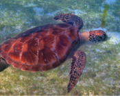 Green turtle, Kuredu Lagoon, Lhaviyano Atoll, Maldives. Image.