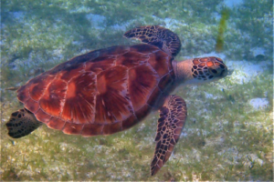 Skye, green turtle, adopted Green turtle, Kuredu Lagoon, Lhaviyano Atoll, Maldives. Image.