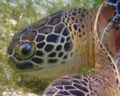 Green turtle eating sea grass, Lhaviyani Atoll, Maldives. Image.