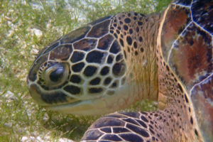 Speedy, green turtle, adopted for Leigh-Ann & Skylar by Nicole Smith Green turtle eating sea grass, Lhaviyani Atoll, Maldives. Image.