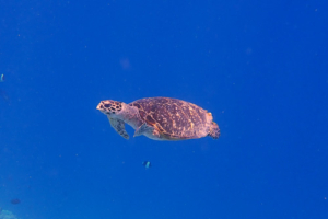 Swanage, hawksbill, adopted for Charlotte by Catherine Pepper Hawksbill turtle swimming in the blue, Muthaafushi, Baa Atoll, Maldives. Image.