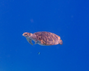 Hawksbill turtle swimming in the blue, Muthaafushi, Baa Atoll, Maldives. Image.