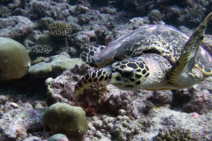 Teresa, hawksbill, adopted Hawksbill turtle swimming on Kurethi reef, Laamu Atoll, Maldives.